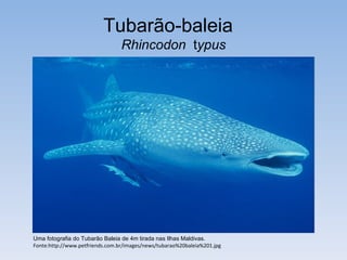 Tubarão-baleia
                                 Rhincodon typus




Uma fotografia do Tubarão Baleia de 4m tirada nas Ilhas Maldivas.
Fonte:http://www.petfriends.com.br/images/news/tubarao%20baleia%201.jpg
 