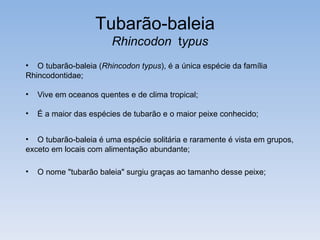 Tubarão-baleia
                        Rhincodon typus
• O tubarão-baleia (Rhincodon typus), é a única espécie da família
Rhincodontidae;

•   Vive em oceanos quentes e de clima tropical;

•   É a maior das espécies de tubarão e o maior peixe conhecido;


• O tubarão-baleia é uma espécie solitária e raramente é vista em grupos,
exceto em locais com alimentação abundante;

•   O nome "tubarão baleia" surgiu graças ao tamanho desse peixe;
 