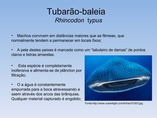 Tubarão-baleia
                        Rhincodon typus

• Machos convivem em distâncias maiores que as fêmeas, que
normalmente tendem a permanecer em locais fixos;

• A pele destes peixes é marcada como um “tabuleiro de damas” de pontos
claros e listras amarelas.

• Esta espécie é completamente
inofensiva e alimenta-se de plâncton por
filtração;

• O a água é constantemente
empurrada para a boca atravessando e
saem através dos arcos das brânquias.
Qualquer material capturado é engolido;
                                           Fonte:http://www.oceanlight.com/lr/tran/01503.jpg
 