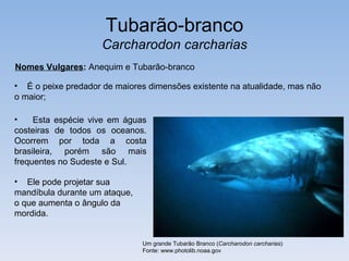 Tubarão-branco
                     Carcharodon carcharias
Nomes Vulgares: Anequim e Tubarão-branco

• É o peixe predador de maiores dimensões existente na atualidade, mas não
o maior;

•    Esta espécie vive em águas
costeiras de todos os oceanos.
Ocorrem por toda a costa
brasileira, porém são mais
frequentes no Sudeste e Sul.

• Ele pode projetar sua
mandíbula durante um ataque,
o que aumenta o ângulo da
mordida.


                               Um grande Tubarão Branco (Carcharodon carcharias)
                               Fonte: www.photolib.noaa.gov
 