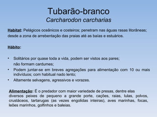 Tubarão-branco
                     Carcharodon carcharias
Habitat: Pelágicos oceânicos e costeiros; penetram nas águas rasas litorâneas;
desde a zona de arrebentação das praias até as baías e estuários.

Hábito:

•   Solitários por quase toda a vida, podem ser vistos aos pares;
    não formam cardumes;
•   Podem juntar-se em breves agregações para alimentação com 10 ou mais
    indivíduos; com habitual nado lento;
•   Altamente selvagens, agressivos e vorazes.

Alimentação: É o predador com maior variedade de presas, dentre elas
diversos peixes de pequeno a grande porte, cações, raias, lulas, polvos,
crustáceos, tartarugas (as vezes engolidas inteiras), aves marinhas, focas,
leões marinhos, golfinhos e baleias.
 