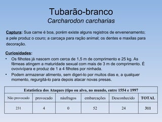 Tubarão-branco
                          Carcharodon carcharias
Captura: Sua carne é boa, porém existe alguns registros de envenenamento;
a pele produz o couro; a carcaça para ração animal; os dentes e maxilas para
decoração.

Curiosidades:
• Os filhotes já nascem com cerca de 1,5 m de comprimento e 25 kg. As
  fêmeas atingem a maturidade sexual com mais de 3 m de comprimento. É
  ovovivípara e produz de 1 a 4 filhotes por ninhada.
• Podem armazenar alimento, sem digeri-lo por muitos dias e, a qualquer
  momento, regurgitá-lo para depois atacar novas presas.

           Estatística dos Ataques (tipo ou alvo, no mundo, entre 1554 e 1997
 Não provocado   provocado      náufragos     embarcações    Desconhecido       TOTAL

     231              4             0             52               24            311
 