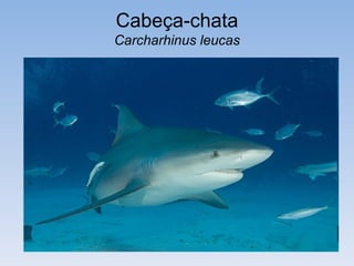 Cabeça-chata
Carcharhinus leucas
 
