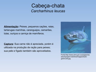 Cabeça-chata
                       Carcharhinus leucas



Alimentação: Peixes, pequenos cações, raias,
tartarugas marinhas, caranguejos, camarões,
lulas, ouriços e carniça de mamíferos.



Captura: Sua carne não é apreciada, porém é
utilizada na produção de ração para peixes;
sua pele e fígado também são aproveitados.
                                               Fonte:http://www.aims.gov.au/pages/res
                                               earch/project-net/dma/images/shark-
                                               gw03-230.jpg
 