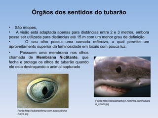 Órgãos dos sentidos do tubarão

• São míopes,
• A visão está adaptada apenas para distâncias entre 2 e 3 metros, embora
possa ser utilizada para distâncias até 15 m com um menor grau de definição.
•        O seu olho possui uma camada reflexiva, a qual permite um
aproveitamento superior da luminosidade em locais com pouca luz;
•      Possuem uma membrana nos olhos
chamada de Membrana Nictitante, que
fecha e protege os olhos do tubarão quando
ele esta destroçando o animal capturado




                                                Fonte:http://pescamarbig1.netfirms.com/tubara
                                                o_zoom.jpg

    Fonte:http://tubaraoferoz.com.sapo.pt/sha
    rkeye.jpg
 