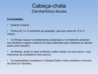 Cabeça-chata
                        Carcharhinus leucas
Curiosidades:

•   Espécie vivípara;

• Produz de 1 a 13 embriões por gestação, que dura cerca de 10 a 11
meses.;

• Os filhotes nascem completamente preparados e normalmente penetram
nos estuários e lagoas costeiras de baixa salinidade para utilizarem-se dessas
áreas como berçário;

• Os filhotes, ainda no útero da fêmea, podem predar uns aos outros, o que
chamamos de canibalismo intra-uterino);

• Os especialistas consideram o Cabeça-Chata o mais combativo e nervoso
de todos os Tubarões;
 