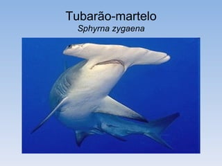 Tubarão-martelo
 Sphyrna zygaena
 