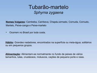 Tubarão-martelo
                          Sphyrna zygaena

Nomes Vulgares: Cambeba, Cambeva, Chapéu-armado, Cornuda, Cornudo,
Martelo, Peixe-canga e Peixe-martelo

•   Ocorrem no Brasil por toda costa.



Hábito: Grandes nadadores, encontrados na superfície ou meia-água; solitários
ou em pequenos grupos.


Alimentação: Alimentam-se normalmente no fundo de peixes de vários
tamanhos, lulas, crustáceos, moluscos, cações de pequeno porte e raias.
 