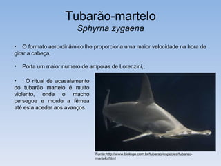 Tubarão-martelo
                        Sphyrna zygaena
• O formato aero-dinâmico lhe proporciona uma maior velocidade na hora de
girar a cabeça;

•   Porta um maior numero de ampolas de Lorenzini,;

•    O ritual de acasalamento
do tubarão martelo é muito
violento, onde o macho
persegue e morde a fêmea
até esta aceder aos avanços.




                                Fonte:http://www.biologo.com.br/tubarao/especies/tubarao-
                                martelo.html
 