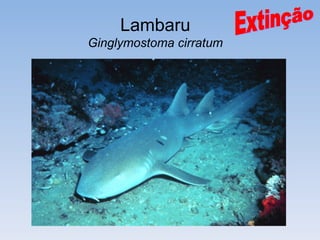 Lambaru
Ginglymostoma cirratum
 