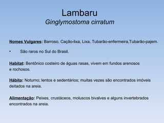 Lambaru
                  Ginglymostoma cirratum

Nomes Vulgares: Barroso, Cação-lixa, Lixa, Tubarão-enfermeira,Tubarão-pajem.

•    São raros no Sul do Brasil.

Habitat: Bentônico costeiro de águas rasas, vivem em fundos arenosos
e rochosos.

Hábito: Noturno; lentos e sedentários; muitas vezes são encontrados imóveis
deitados na areia.

Alimentação: Peixes, crustáceos, moluscos bivalves e alguns invertebrados
encontrados na areia.
 