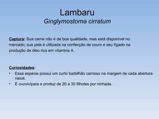 Lambaru
                   Ginglymostoma cirratum

Captura: Sua carne não é de boa qualidade, mas está disponível no
mercado; sua pele é utilizada na confecção de couro e seu fígado na
produção de óleo rico em vitamina A.



Curiosidades:
• Essa espécie possui um curto barbilhão carnoso na margem de cada abertura
  nasal.
• É ovovivípara e produz de 20 a 30 filhotes por ninhada.
 