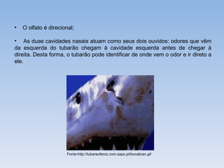 •   O olfato é direcional;

• As duas cavidades nasais atuam como seus dois ouvidos: odores que vêm
da esquerda do tubarão chegam à cavidade esquerda antes de chegar à
direita. Desta forma, o tubarão pode identificar de onde vem o odor e ir direto a
ele.




                      Fonte:http://tubaraoferoz.com.sapo.pt/bocabran.gif
 