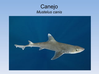 Canejo
Mustelus canis
 