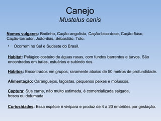 Canejo
                            Mustelus canis

Nomes vulgares: Bodinho, Cação-angolista, Cação-bico-doce, Cação-fiúso,
Cação-torrador, João-dias, Sebastião, Tolo.
•   Ocorrem no Sul e Sudeste do Brasil.

Habitat: Pelágico costeiro de águas rasas, com fundos barrentos e turvos. São
encontrados em baías, estuários e subindo rios.

Hábitos: Encontrados em grupos, raramente abaixo de 50 metros de profundidade.

Alimentação: Caranguejos, lagostas, pequenos peixes e moluscos.

Captura: Sua carne, não muito estimada, é comercializada salgada,
fresca ou defumada.

Curiosidades: Essa espécie é vivípara e produz de 4 a 20 embriões por gestação.
 