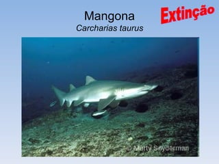 Mangona
Carcharias taurus
 