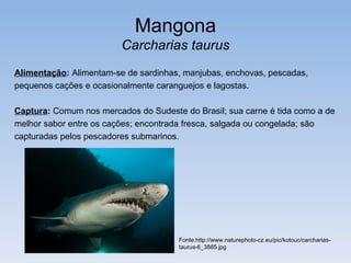Mangona
                         Carcharias taurus
Alimentação: Alimentam-se de sardinhas, manjubas, enchovas, pescadas,
pequenos cações e ocasionalmente caranguejos e lagostas.

Captura: Comum nos mercados do Sudeste do Brasil; sua carne é tida como a de
melhor sabor entre os cações; encontrada fresca, salgada ou congelada; são
capturadas pelos pescadores submarinos.




                                       Fonte:http://www.naturephoto-cz.eu/pic/kotouc/carcharias-
                                       taurus-6_3885.jpg
 