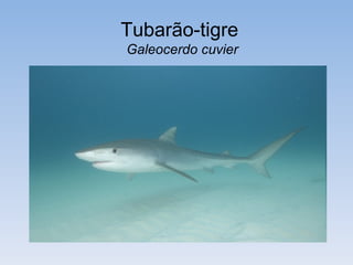 Tubarão-tigre
Galeocerdo cuvier
 