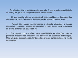 • Os tubarões têm a audição muito apurada. A sua grande sensibilidade
às vibrações, provoca comportamentos semelhantes;

•     O seu ouvido interno, responsável pelo equilíbrio e detecção das
vibrações de baixa freqüência, situa-se postero-superiormente ao olho;

•      Possui três canais semicirculares e detecta vibrações a longas
distâncias, podendo o tubarão se aperceber do som de um peixe a debater-
se a uma distância de 250 a 650 m;

•    Em conjunto com o olfato, esta sensibilidade às vibrações, são os
primeiros mecanismos utilizados na detecção de potencial alimentação.
Uma vibração desconhecida, tanto pode provocar curiosidade como medo
ao tubarão.
 
