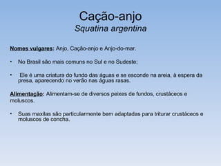Cação-anjo
                          Squatina argentina

Nomes vulgares: Anjo, Cação-anjo e Anjo-do-mar.

•   No Brasil são mais comuns no Sul e no Sudeste;

•    Ele é uma criatura do fundo das águas e se esconde na areia, à espera da
    presa, aparecendo no verão nas águas rasas.

Alimentação: Alimentam-se de diversos peixes de fundos, crustáceos e
moluscos.

•   Suas maxilas são particularmente bem adaptadas para triturar crustáceos e
    moluscos de concha.
 