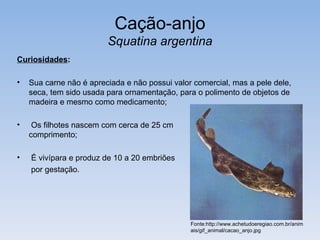 Cação-anjo
                         Squatina argentina
Curiosidades:

•   Sua carne não é apreciada e não possui valor comercial, mas a pele dele,
    seca, tem sido usada para ornamentação, para o polimento de objetos de
    madeira e mesmo como medicamento;

•    Os filhotes nascem com cerca de 25 cm                                        de
    comprimento;

•   É vivípara e produz de 10 a 20 embriões
    por gestação.




                                                Fonte:http://www.achetudoeregiao.com.br/anim
                                                ais/gif_animal/cacao_anjo.jpg
 