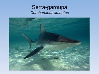 Serra-garoupa
Carcharhinus limbatus
 