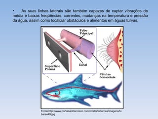 •    As suas linhas laterais são também capazes de captar vibrações de
média e baixas freqüências, correntes, mudanças na temperatura e pressão
da água, assim como localizar obstáculos e alimentos em águas turvas.




               Fonte:http://www.portalsaofrancisco.com.br/alfa/tubaroes/imagens/tu
               barao49.jpg
 