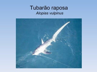 Tubarão raposa
  Alopias vulpinus
 
