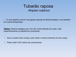 Tubarão raposa
                            Alopias vulpinus


• É uma espécie comum nas águas tropicais do litoral brasileiro; vive também
em mares temperados.


Hábito: Espécie pelágica que vive não muito distante da costa, mais
especificamente na plataforma continental;


•   Sua é cauda muito curiosa, pois mede o mesmo tamanho do seu corpo;

•   Pode medir 5,50 metros de comprimento.
 