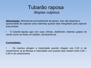Tubarão raposa
                         Alopias vulpinus

Alimentação: Alimenta-se principalmente de peixes, mas não dispensa a
oportunidade de capturar aves marinhas quando elas mergulham para capturar
suas presas.

• O tubarão-raposa age com suas vítimas, desferindo violentos golpes de
cauda (como se fosse um bastão), atordoando-as.


Curiosidades:

•     Os machos atingem a maturidade quando chegam aos 3,30 m de
comprimento; já as fêmeas a maturidade vem quando elas medem entre 2,60 –
4,50 m de comprimento.
 
