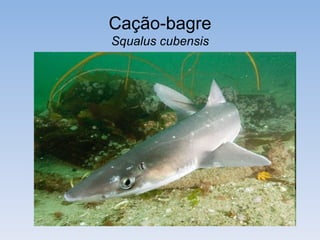 Cação-bagre
Squalus cubensis
 
