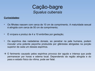 Cação-bagre
                           Squalus cubensis
Curiosidades:

•   Os filhotes nascem com cerca de 10 cm de comprimento. A maturidade sexual
    é atingida com cerca de 50 cm de comprimento;

•   É vivípara e produz de 4 a 10 embriões por gestação;

•   Os espinhos das nadadeiras dorsais, ao penetrar na pele humana, podem
    inocular uma potente peçonha produzida por glândulas abrigadas na porção
    superior de cada um desses espinhos.

 O ferimento causado pelos espinhos provoca dor aguda e intensa que pode
  permanecer por horas e edema local. Dependendo da região atingida e do
  peso e estado físico da vítima, pode ser fatal.
 