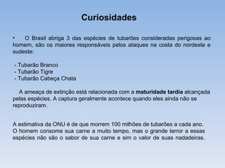 Curiosidades

•   O Brasil abriga 3 das espécies de tubarões consideradas perigosas ao
homem, são os maiores responsáveis pelos ataques na costa do nordeste e
sudeste:

- Tubarão Branco
- Tubarão Tigre
- Tubarão Cabeça Chata

  A ameaça de extinção está relacionada com a maturidade tardia alcançada
pelas espécies. A captura geralmente acontece quando eles ainda não se
reproduziram.


A estimativa da ONU é de que morrem 100 milhões de tubarões a cada ano.
O homem consome sua carne a muito tempo, mas o grande terror a essas
espécies não são o sabor de sua carne e sim o valor de suas nadadeiras.
 