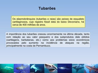 Tubarões

     Os elasmobrânquios (tubarões e raias) são peixes de esqueleto
     cartilaginosos, cujo registro fóssil dat...