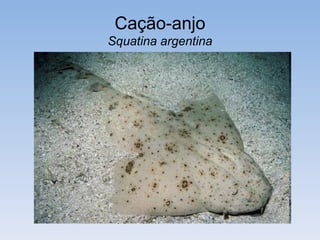 Cação-bagre
Squalus cubensis
 