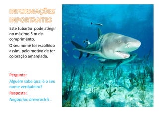 Este tubarão pode atingir
no máximo 3 m de
comprimento.
O seu nome foi escolhido
assim, pelo motivo de ter
coloração amarelada.



Pergunta:
Alguém sabe qual é o seu
nome verdadeiro?
Resposta:
Negaprion brevirostris .
 