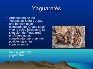 YaguaretésYaguaretés
• Arrinconado en las
Yungas de Salta y Jujuy,
una porción poco
estudiada del Chaco seco
y en la selva Misionera ,la
situación del Yaguareté
en Argentina es
complicada , pero aun es
posible lograr su
supervivencia.
• Solo quedan 250
yaguaretés.
 