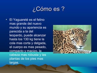 ¿Cómo es ?¿Cómo es ?
• El Yaguareté es el felino
mas grande del nuevo
mundo y su apariencia es
parecida a la del
leopardo, puede alcanzar
hasta los 130 kg tiene la
cola mas corta y delgada,
el cuerpo es mas pesado,
compacto y macizo, la
cabeza mas robusta y las
plantas de los pies mas
largas.
 