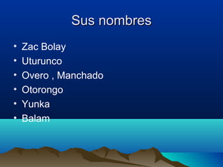 Sus nombresSus nombres
• Zac Bolay
• Uturunco
• Overo , Manchado
• Otorongo
• Yunka
• Balam
 