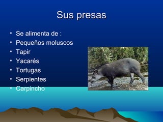 Sus presasSus presas
• Se alimenta de :
• Pequeños moluscos
• Tapir
• Yacarés
• Tortugas
• Serpientes
• Carpincho
 