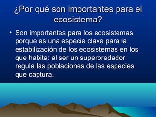 ¿Por qué son importantes para el¿Por qué son importantes para el
ecosistema?ecosistema?
• Son importantes para los ecosistemas
porque es una especie clave para la
estabilización de los ecosistemas en los
que habita: al ser un superpredador
regula las poblaciones de las especies
que captura.
 