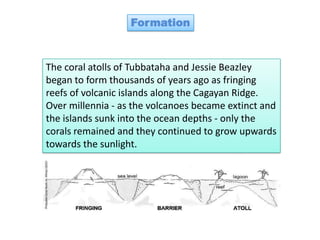 Formation



The coral atolls of Tubbataha and Jessie Beazley
began to form thousands of years ago as fringing
reefs of volcanic islands along the Cagayan Ridge.
Over millennia - as the volcanoes became extinct and
the islands sunk into the ocean depths - only the
corals remained and they continued to grow upwards
towards the sunlight.
 