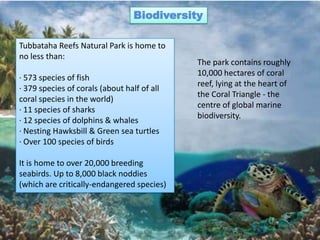 Biodiversity

Tubbataha Reefs Natural Park is home to
no less than:
                                             The park contains roughly
                                             10,000 hectares of coral
· 573 species of fish
                                             reef, lying at the heart of
· 379 species of corals (about half of all
                                             the Coral Triangle - the
coral species in the world)
                                             centre of global marine
· 11 species of sharks
                                             biodiversity.
· 12 species of dolphins & whales
· Nesting Hawksbill & Green sea turtles
· Over 100 species of birds

It is home to over 20,000 breeding
seabirds. Up to 8,000 black noddies
(which are critically-endangered species)
 