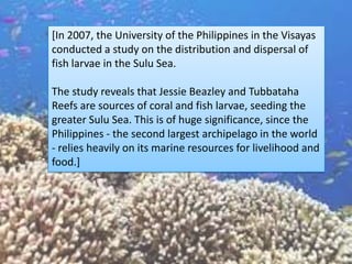 [In 2007, the University of the Philippines in the Visayas
conducted a study on the distribution and dispersal of
fish larvae in the Sulu Sea.

The study reveals that Jessie Beazley and Tubbataha
Reefs are sources of coral and fish larvae, seeding the
greater Sulu Sea. This is of huge significance, since the
Philippines - the second largest archipelago in the world
- relies heavily on its marine resources for livelihood and
food.]
 