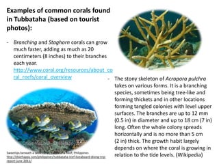 Examples of common corals found
in Tubbataha (based on tourist
photos):
- Branching and Staghorn corals can grow
     much faster, adding as much as 20
     centimeters (8 inches) to their branches
     each year.
     http://www.coral.org/resources/about_co
     ral_reefs/coral_overview                                           - The stony skeleton of Acropora pulchra
                                                                          takes on various forms. It is a branching
                                                                          species, sometimes being tree-like and
                                                                          forming thickets and in other locations
                                                                          forming tangled colonies with level upper
                                                                          surfaces. The branches are up to 12 mm
                                                                          (0.5 in) in diameter and up to 18 cm (7 in)
                                                                          long. Often the whole colony spreads
                                                                          horizontally and is no more than 5 cm
                                                                          (2 in) thick. The growth habit largely
                                                                          depends on where the coral is growing in
Sweetlips beneath a table coral, Tubbataha Reef, Philippines
http://divehappy.com/philippines/tubbataha-reef-liveaboard-diving-trip-   relation to the tide levels. (Wikipedia)
report-june-2011/
 