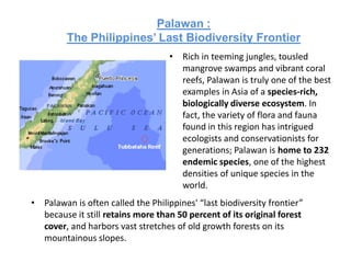 Palawan :
         The Philippines’ Last Biodiversity Frontier
                                    • Rich in teeming jungles, tousled
                                      mangrove swamps and vibrant coral
                                      reefs, Palawan is truly one of the best
                                      examples in Asia of a species-rich,
                                      biologically diverse ecosystem. In
                                      fact, the variety of flora and fauna
                                      found in this region has intrigued
                                      ecologists and conservationists for
                                      generations; Palawan is home to 232
                                      endemic species, one of the highest
                                      densities of unique species in the
                                      world.
• Palawan is often called the Philippines' “last biodiversity frontier”
  because it still retains more than 50 percent of its original forest
  cover, and harbors vast stretches of old growth forests on its
  mountainous slopes.
 