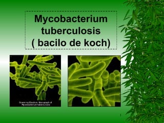 Mycobacterium tuberculosis ( bacilo de koch) 