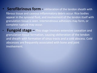 • Serofibrinous form - obliteration of the tendon sheath with
fibrous tissue and caseous inflammatory debris occur. Rice bodies
appear in the synovial fluid, and involvement of the tendon itself with
granulation tissue is seen. Intertendinous adhesions may form, or
complete rupture may occur.
• Fungoid stage – This stage involves extensive caseation and
granulation tissue formation, causing obliteration of the tendon
and sheath with formation of sinus tracts and a cold abscess. Cold
abscesses are frequently associated with bone and joint
involvement.
 