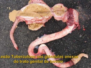 [email_address] Lesão Tuberculosa nas glândulas anexas do trato genital de bovino 