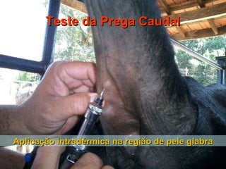 [email_address] Teste da Prega Caudal Aplicação intradérmica na região de pele glabra 